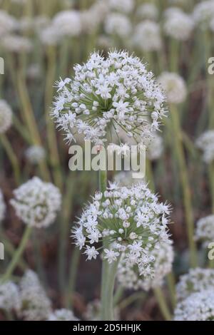 Ambito di produzione di semi di cipolla Foto Stock