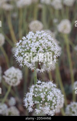 produzione di semi di cipolla e porro Foto Stock