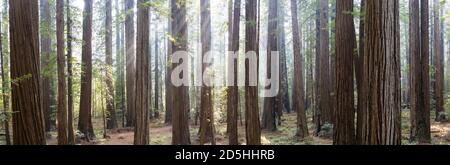 A Humboldt, California, cresce un'imponente foresta di sequoie in crescita antica. Gli alberi di sequoia, sempervirens di Sequoia, sono gli speci più alti e più voluminosi dell'albero Foto Stock