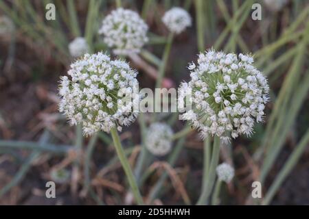 Cipolla fiore semina piantando, coltivando, e raccogliendo Foto Stock