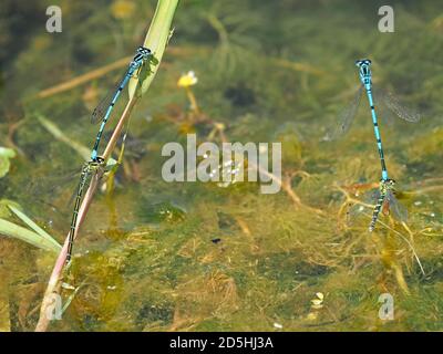 Due coppie accoppiate di Azure Dasselflies (Coenagrion puella), una che riposa, una che vola, entrambe collegate ad uno stagno di acqua dolce a Cumbria, Inghilterra, Regno Unito Foto Stock