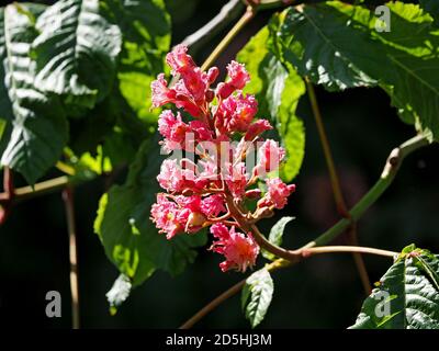 Spettacolare rosso brillante giallo fiori raggruppati di Red Horse Chestnut tree (Aesculus x carnea - ibrido di A. hippocastanum & A. pavia) - foglie verdi Foto Stock