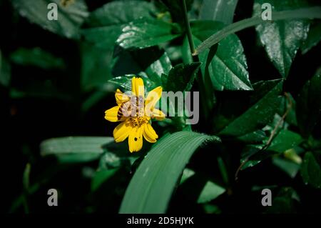 Ape a strisce che raccoglie polline su un fiore giallo con la natura sfondo Foto Stock