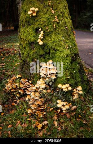 grande micelio che cresce su un albero coperto di muschio Foto Stock