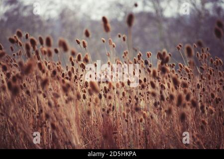 Canne, Scozia Foto Stock