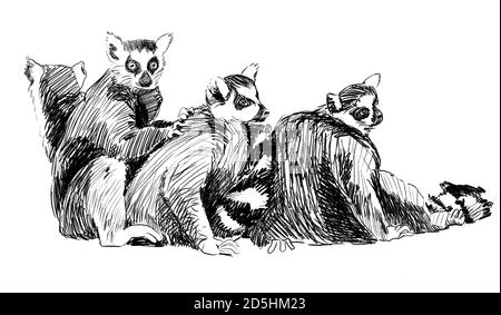 Gruppo di lemuri matita schizzo, Madagascar. Illustrazione a matita disegnata a mano Foto Stock