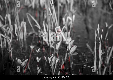 Piante che crescono lungo la riva del fiume il giorno d'estate Foto Stock