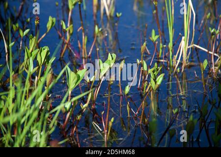 Piante che crescono lungo la riva del fiume il giorno d'estate Foto Stock