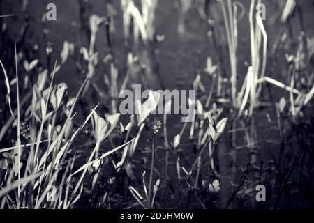 Piante che crescono lungo la riva del fiume il giorno d'estate Foto Stock