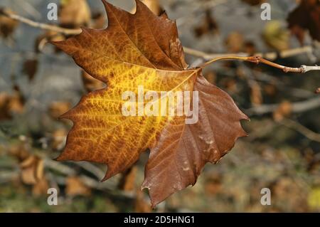 España, Hiszpania, Spagna, Spanien; Platanus × hispanica; 英桐; primo piano foglia di autunno ingiallita e appassita. Verwelktes vergilbtes Herbstblatt nah oben. 泛黃的葉子 Foto Stock