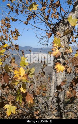 España, Hiszpania, Spagna, Spanien; Platanus × hispanica; foglie di Yellowed su un ramo contro un paesaggio montano. Vergilbte Blätter auf einem AST. Foto Stock