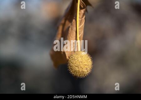 España, Hiszpania, Spagna, spagnolo; Platanus × hispanica; 英桐; frutto maturo ingrandito, primo piano. Reife Früchte vergrößert, Nahaufnahme. 成熟果子被放大，關閉。 Foto Stock