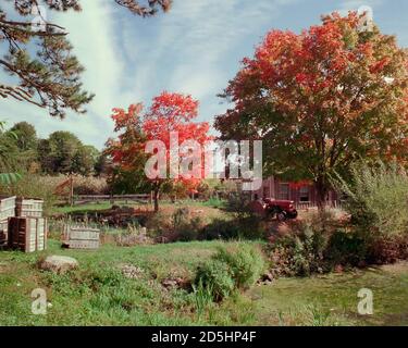 Un trattore rosso d'annata si trova sotto un albero in colori autunnali di fronte a un granaio di legno in una fattoria. Gabbie di legno, erba alta, e laghetto piccolo sono nel Foto Stock
