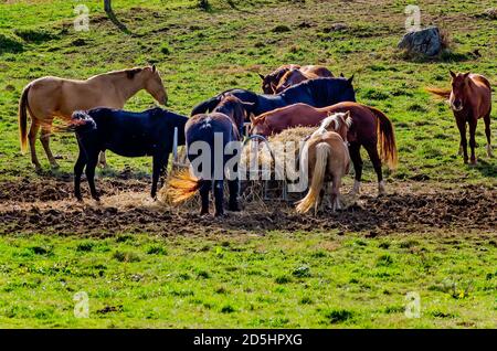 I cavalli mangiano fieno in Cades Cove al Great Smoky Mountains National Park in Tennessee. (Foto di Carmen K. Sisson/Cloudybright) Foto Stock