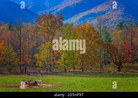 I cavalli mangiano fieno in Cades Cove al Great Smoky Mountains National Park in Tennessee. Foto Stock