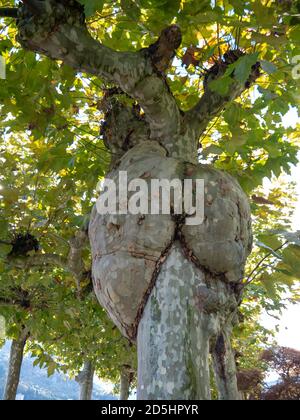 Grande burl su platano londinese. Platanus hispanica. Foto Stock