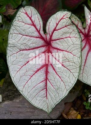 Grande foglia a forma di cuore verde, bianco e viola. Foto Stock