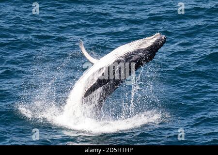 Giovane Humpback Whale Breaching della costa di Sydney Australia Foto Stock