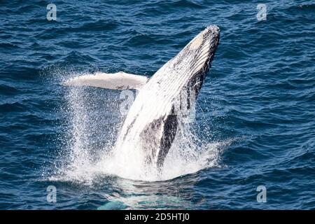 Giovane Humpback Whale Breaching della costa di Sydney Australia Foto Stock