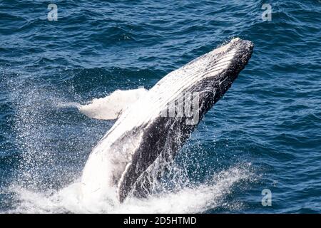 Giovane Humpback Whale Breaching della costa di Sydney Australia Foto Stock