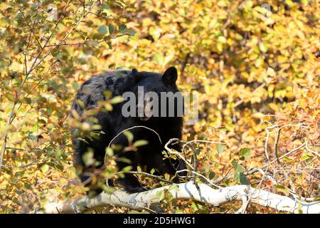 Orso nero americano in una foresta di aspen mangiare bacche nel Grand Teton National Park, Wyoming Foto Stock