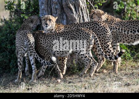 I ghepardi maschi (Achinonyx jubatus) segnano il territorio a Masai Mara, Kenya Foto Stock