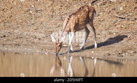 asse cervo doe che beve da un buco d'acqua a tadoba andhari riserva delle tigri in india Foto Stock