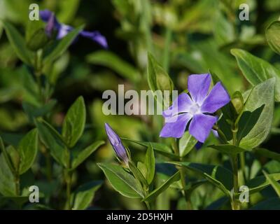 Fiore perivinkle viola grazioso con spazio di copia. Foto Stock