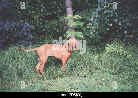 Giovane cucciolo ungherese Vizsla in piedi in erba alta nel giardino. Foto Stock