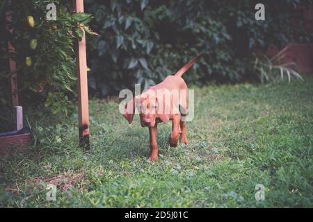 Giovane cucciolo ungherese Vizsla che cammina in giardino. Piante di pomodoro sullo sfondo. Foto Stock