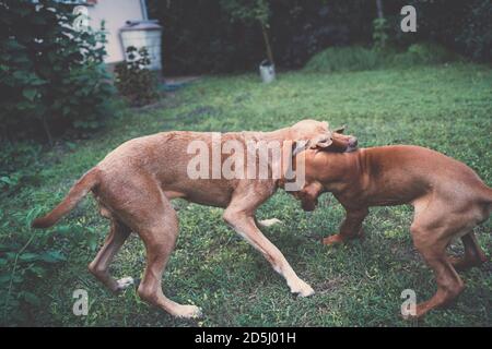 Due cani ungheresi Vizsla che giocano o combattono in giardino. Un giovane e un vecchio cane. Foto Stock