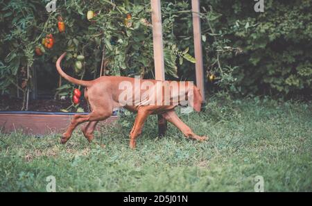 Giovane cucciolo ungherese Vizsla in giardino. Piante di pomodoro sullo sfondo. Foto Stock