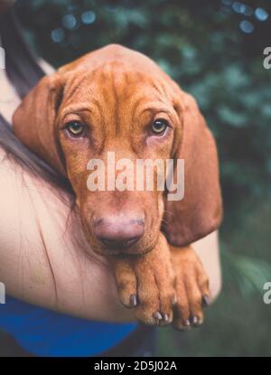 Un giovane cucciolo ungherese di Vizsla in mani di bambine. Una ragazza che tiene un piccolo cane marrone nelle sue mani. Foto Stock