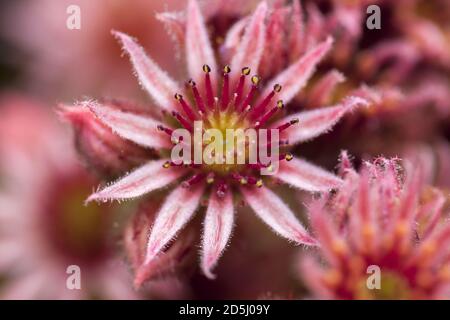 Un Sempervivum, conosciuto anche come Houseleeek e galline & pulcini fiore. Foto Stock