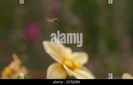 Marmalede Hoverfly (Episyrphus balteatus) in volo, che si aggirano sui fiori gialli. Foto Stock