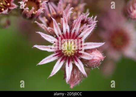 Un Sempervivum, conosciuto anche come Houseleeek e galline & pulcini fiore. Foto Stock