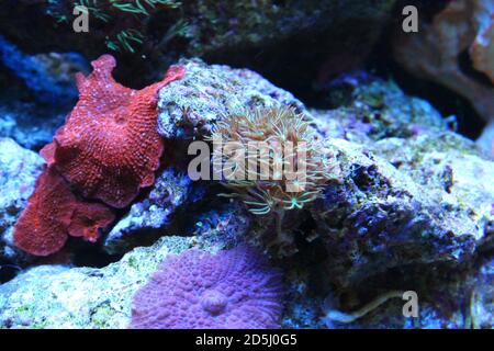 Stella verde polip corallo morbido - briareum violaceum Foto Stock