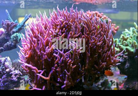 Birdsnest sps corallo colorato - Seriatopora sp. (pocilloporidae) Foto Stock
