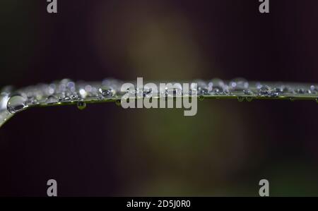 Goccioline d'acqua formate su una splendida vegetazione verde. Foto Stock