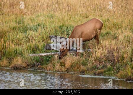 Un alce di mucca o wapiti nel Parco Nazionale di Yellowstone nel Wyoming, Stati Uniti. Foto Stock