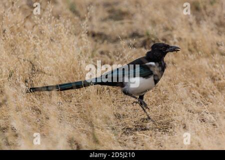 Un Magpie nero-fatturato o americano Magpie, Pica hudsonia, cattura un verme nell'erba nel Grand Teton National Park in Wyoming, Stati Uniti. Foto Stock