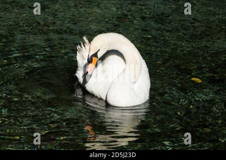 Il cigno Muto, Cynus olor, è uno dei più grandi uccelli acquatici. Sono native di gran parte dell'Europa e dell'Asia. Foto Stock