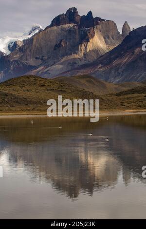 Cigni dal collo nero e fenicotteri cileni in un piccolo lago nel Parco Nazionale Torres del Paine in Cile. Sullo sfondo si trovano i Cuernos del Paine. Foto Stock