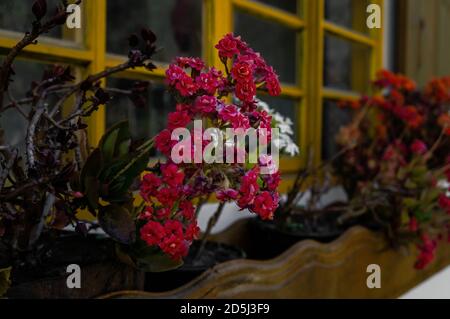 Un gruppo di fiori rosa colorati di Kalanchoe (un genere di piante tropicali e succulente fiorite della famiglia Crassulaceae) coltivati su un letto di fiori. Foto Stock