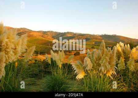 Cile, Sud America Foto Stock