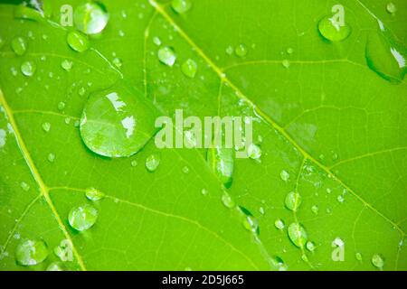 Gocce di rugiada di closeup sulle foglie alla luce del sole del mattino e l'ambiente verde. Gocce d'acqua provengono dalla pioggia sulle foglie. Il concetto di bellezza e. Foto Stock