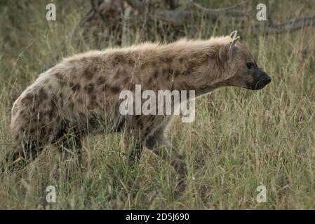 Iena maculata (Crocuta crocuta) che cammina attraverso la prateria dell'Africa orientale. Il profilo laterale mostra un caratteristico mantello macchiato e un aspetto accattivante. Foto Stock