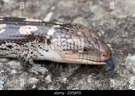 Blotted Lizard a lingua blu che tremola la lingua Foto Stock