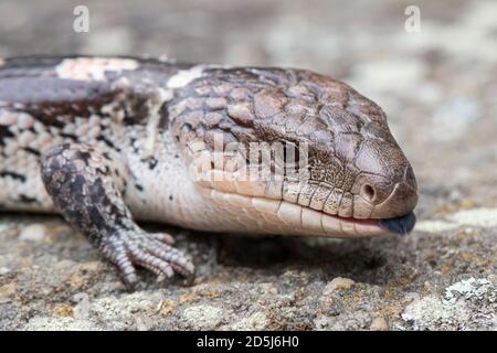 Blotted Lizard a lingua blu che tremola la lingua Foto Stock