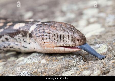 Blotted Lizard a lingua blu che tremola la lingua Foto Stock